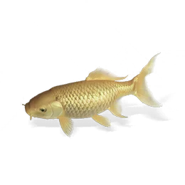 Golden Carp, the game's picture