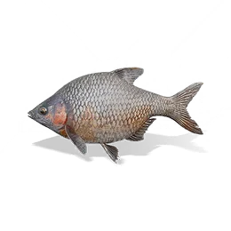 Black Bream, the game's picture