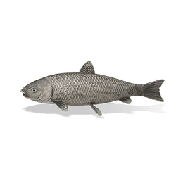 Crucian Carp, the game's picture
