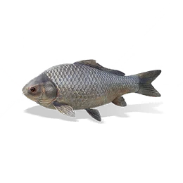 Carp, the game's picture
