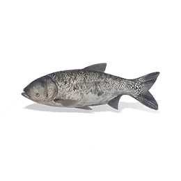 Bighead Carp, the game's picture