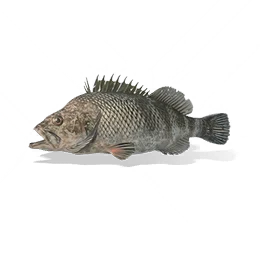 Mandarin Fish, the game's picture