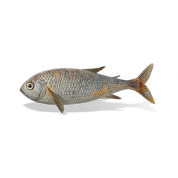 Grass Bream, the game's picture