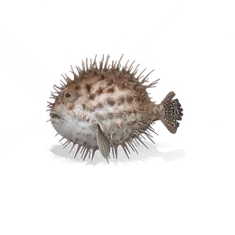 Pufferfish, the game's picture