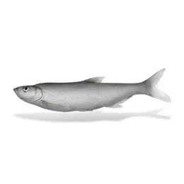 Minnow, the game's picture