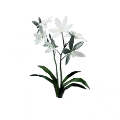 White Clover, the game's picture