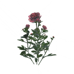 Peony, the game's picture