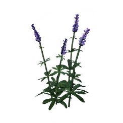 Purple Bell, the game's picture