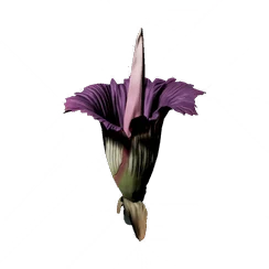 Vicious Flower, the game's picture