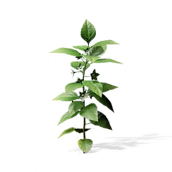 Wild Ginseng, the game's picture