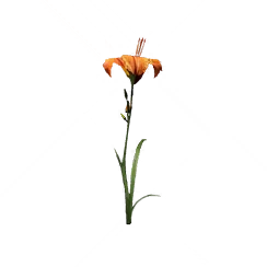 Hollyhock, the game's picture