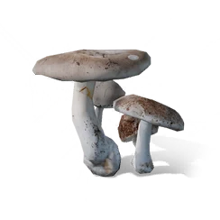 Wild Mushroom, the game's picture