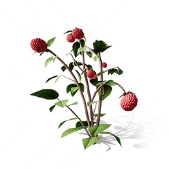 Raspberry, the game's picture