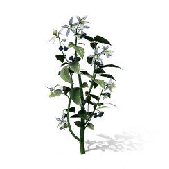 Nightshade, the game's picture