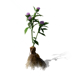Bai Zhu, the game's picture