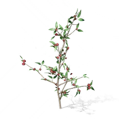 Sour Berry, the game's picture