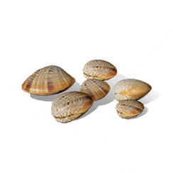 Clam, the game's picture