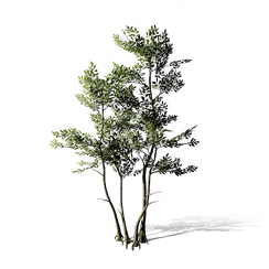 White Ash, the game's picture