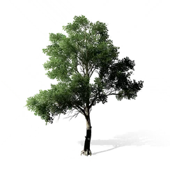 Holly, the game's picture