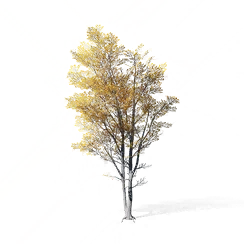 Elm Tree, the game's picture