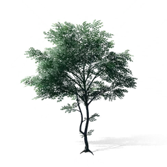 Beech, the game's picture
