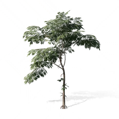 Chinese Soupberry, the game's picture