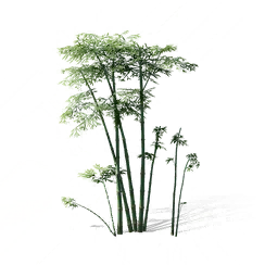Bamboo, the game's picture