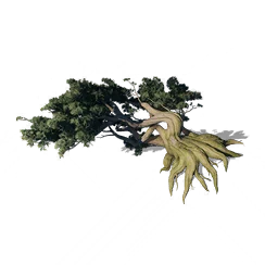 Ancient Pine, the game's picture