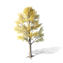 Ginkgo, the game's picture