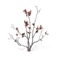 Dried Dogwood Berry, the game's picture