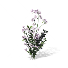 Jasmine, the game's picture