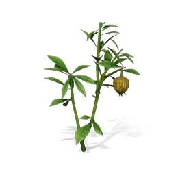 Camelbell Grass, the game's picture