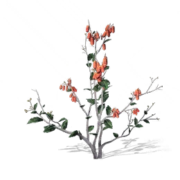 Qingzhou Jujube, the game's picture