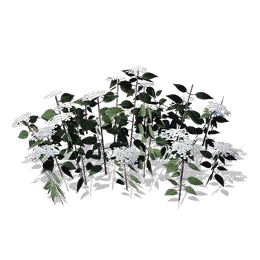 Parsnip, the game's picture