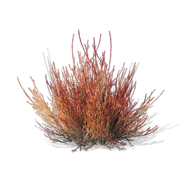 Kochia Herb, the game's picture
