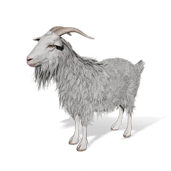 Fat-Tail Sheep, the game's picture