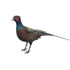 Bamboo Pheasant, the game's picture