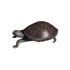 Turtle, the game's picture