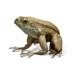 Rain Frog, the game's picture