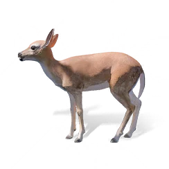 Zhi Deer, the game's picture