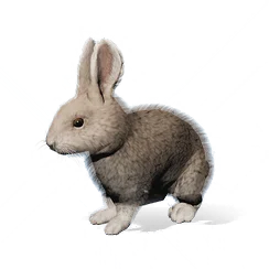 Gray Rabbit, the game's picture