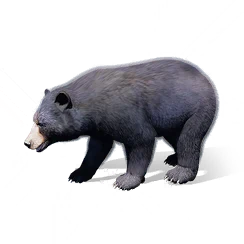 Giant Bear, the game's picture