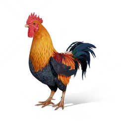 Hakka Chicken, the game's picture