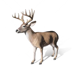 Big Elk, the game's picture