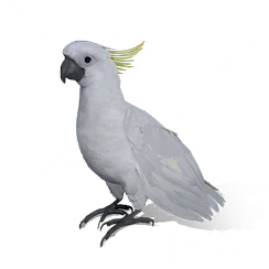 Snow Parrot, the game's picture