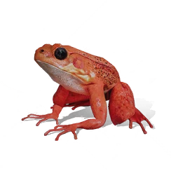 Poison Frog, the game's picture