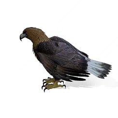 Dragon-Eyed Eagle, the game's picture