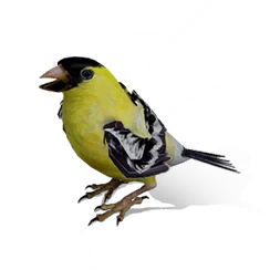 Golden Willow Oriole, the game's picture