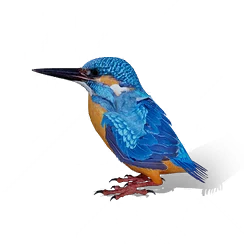 Kingfisher, the game's picture