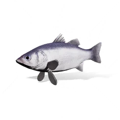 River Perch, the game's picture